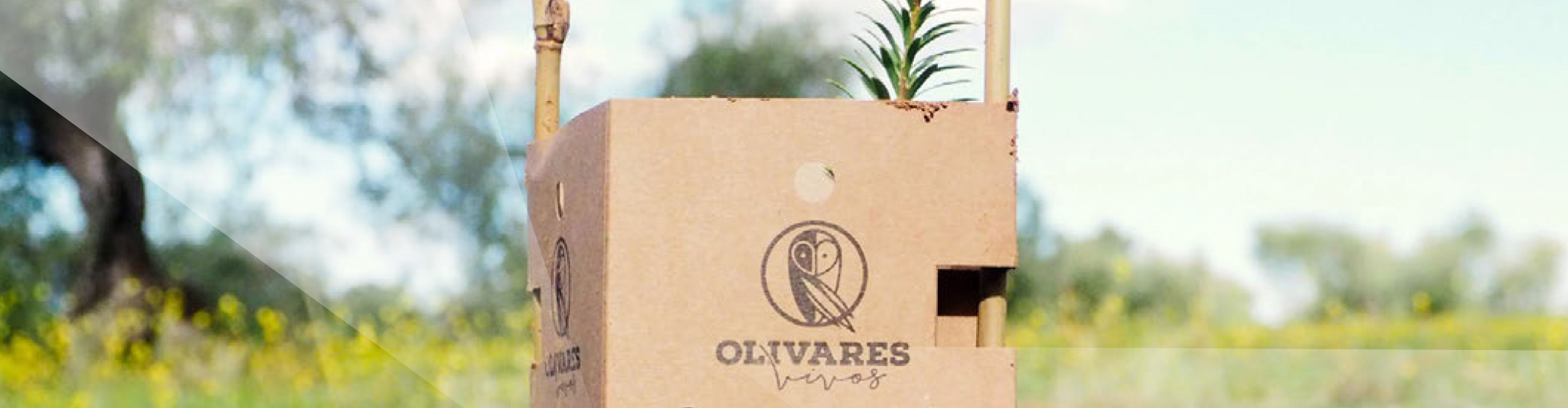 olivares vivos